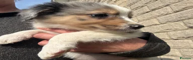Border Collie 1