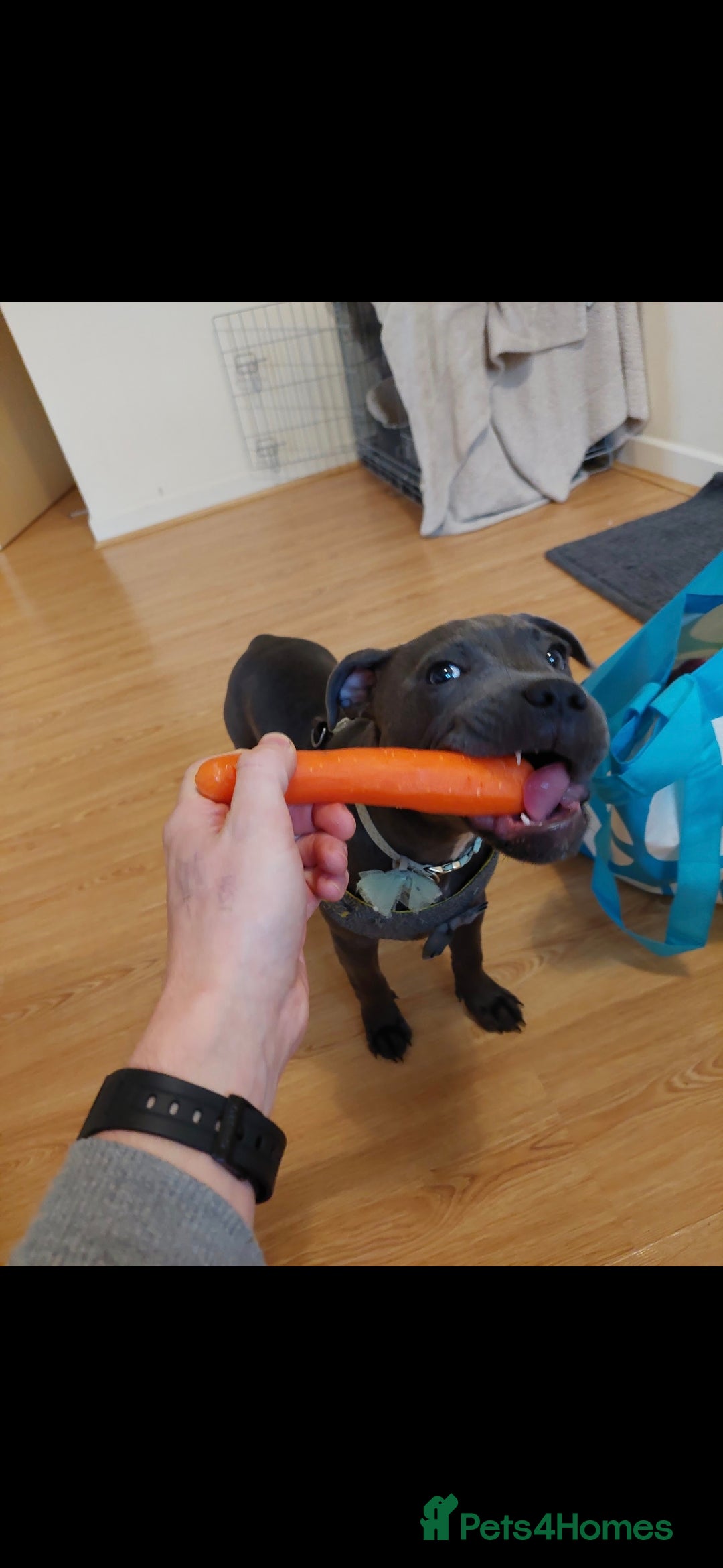 Staffordshire Bull Terrier dogs Luna blue staffie - Advert 2