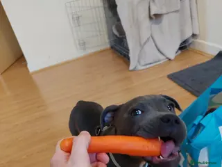 Staffordshire Bull Terrier dogs Luna blue staffie - Advert 2