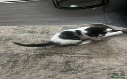 Scottish Fold cats for sale: Scottish fold X kittens for sale  - Image 15