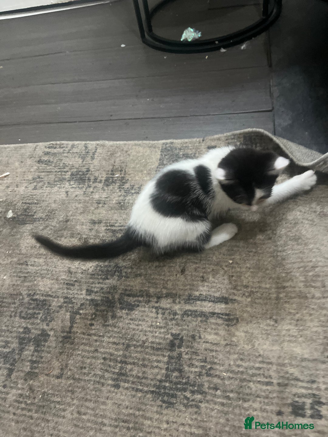 Scottish Fold cats for sale: Scottish fold X kittens for sale  - Image 15