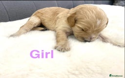 Cockapoo dogs for sale: F2 Cockapoo - Image 2