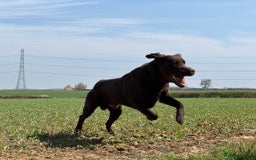 Labrador Retriever dogs for stud: Proven KC Reg Labrador health tested stud in Olney - Image 18