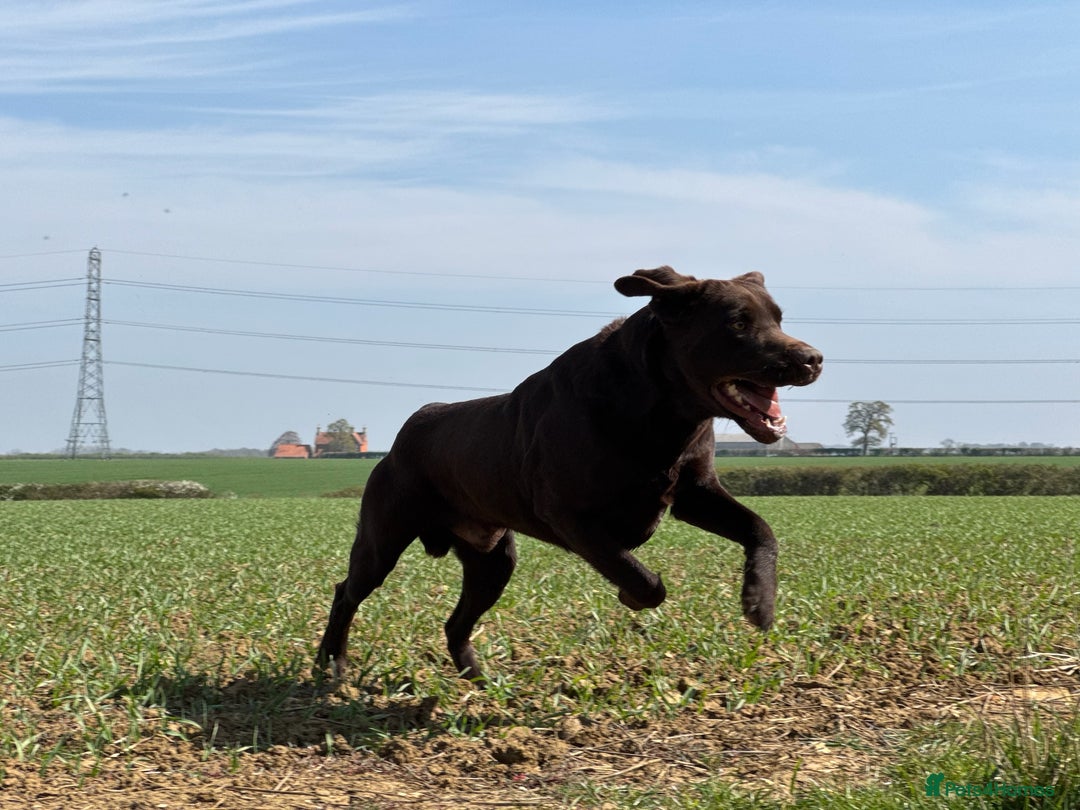 Labrador Retriever dogs for stud: Proven KC Reg Labrador health tested stud in Olney - Image 18