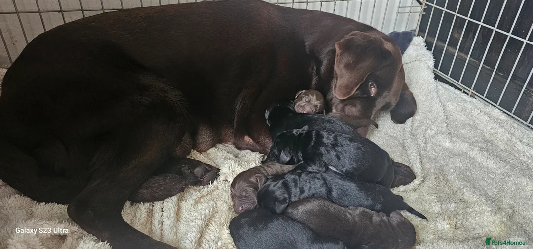 Mixed Breed dogs for sale: Newfador lab x newfie - Advert 10