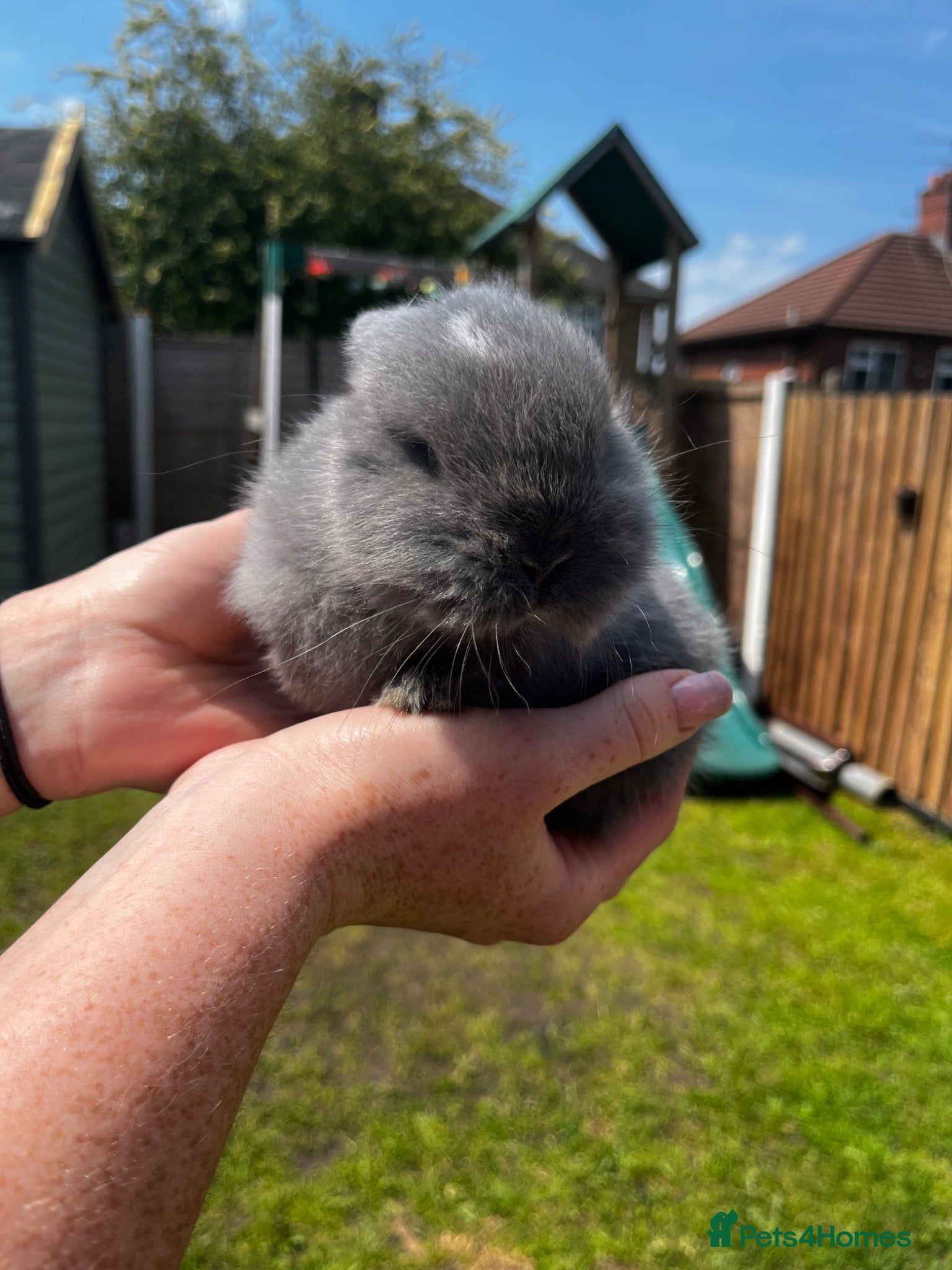 Dwarf Lop rabbits for sale: Dwarf x lop bunnies  in Stoke-on-Trent - Advert 7