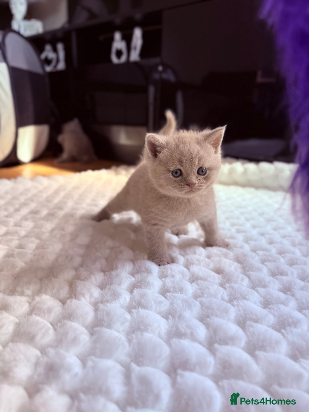 Scottish Fold cats for sale: Scottish straight - Image 9