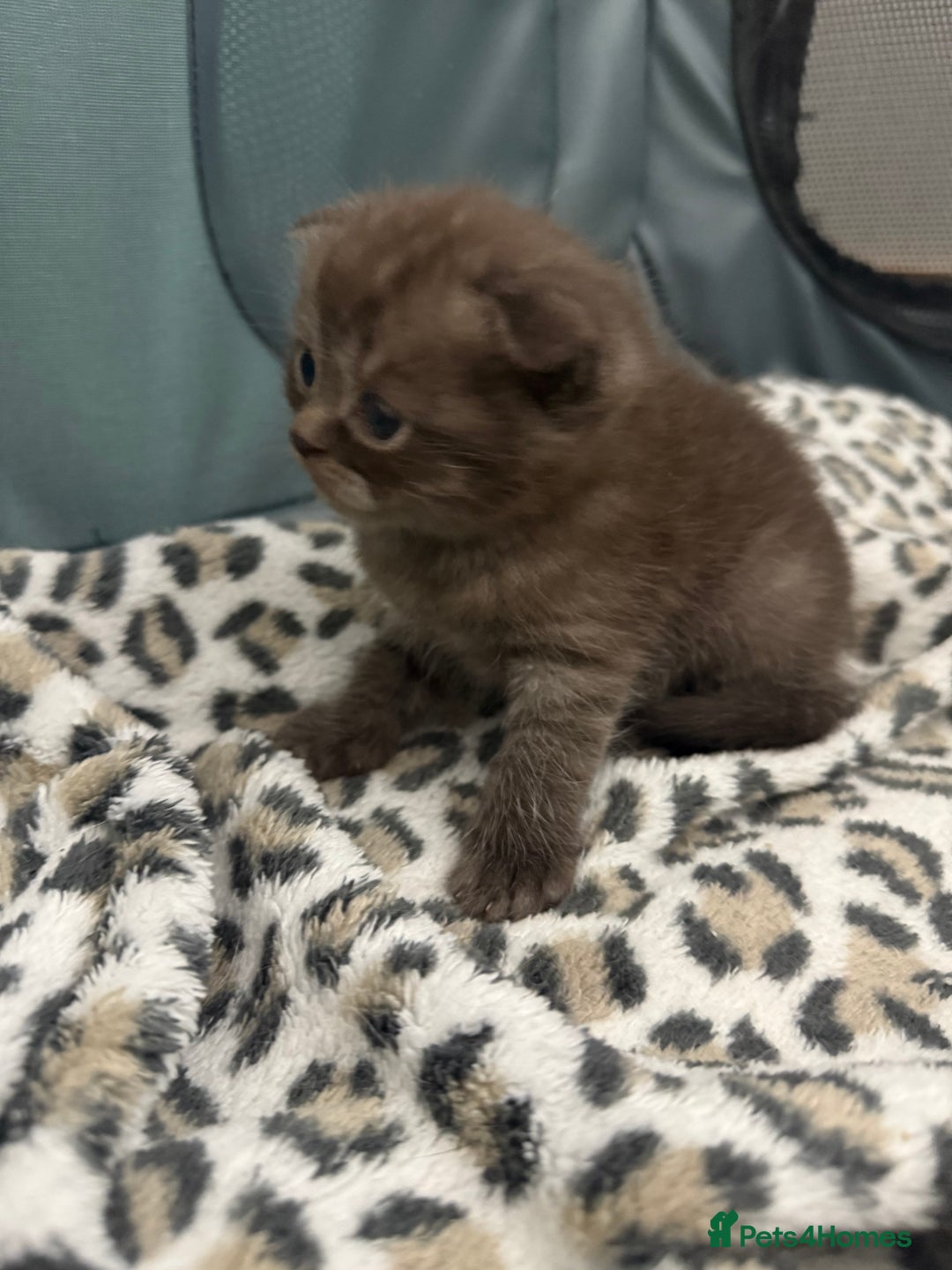 Scottish Fold cats for sale: Stunning Rainbow litter ready for  **   - Advert 7