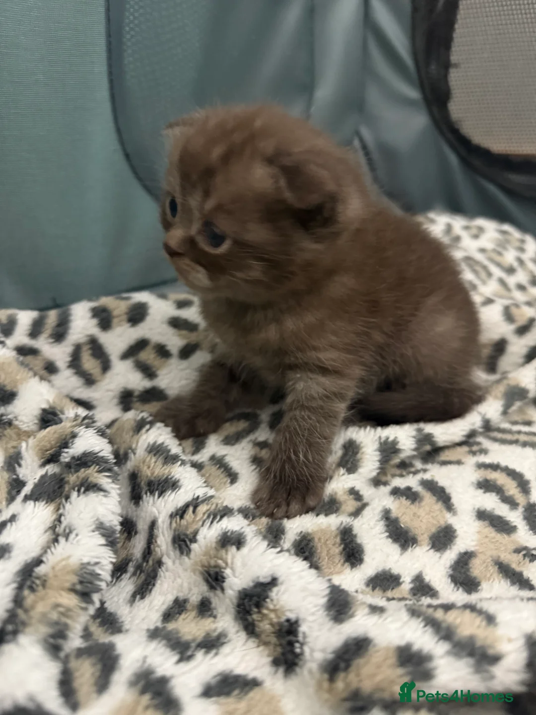 Scottish Fold cats for sale: Stunning BSH X Fold choc Boy  - Advert 21