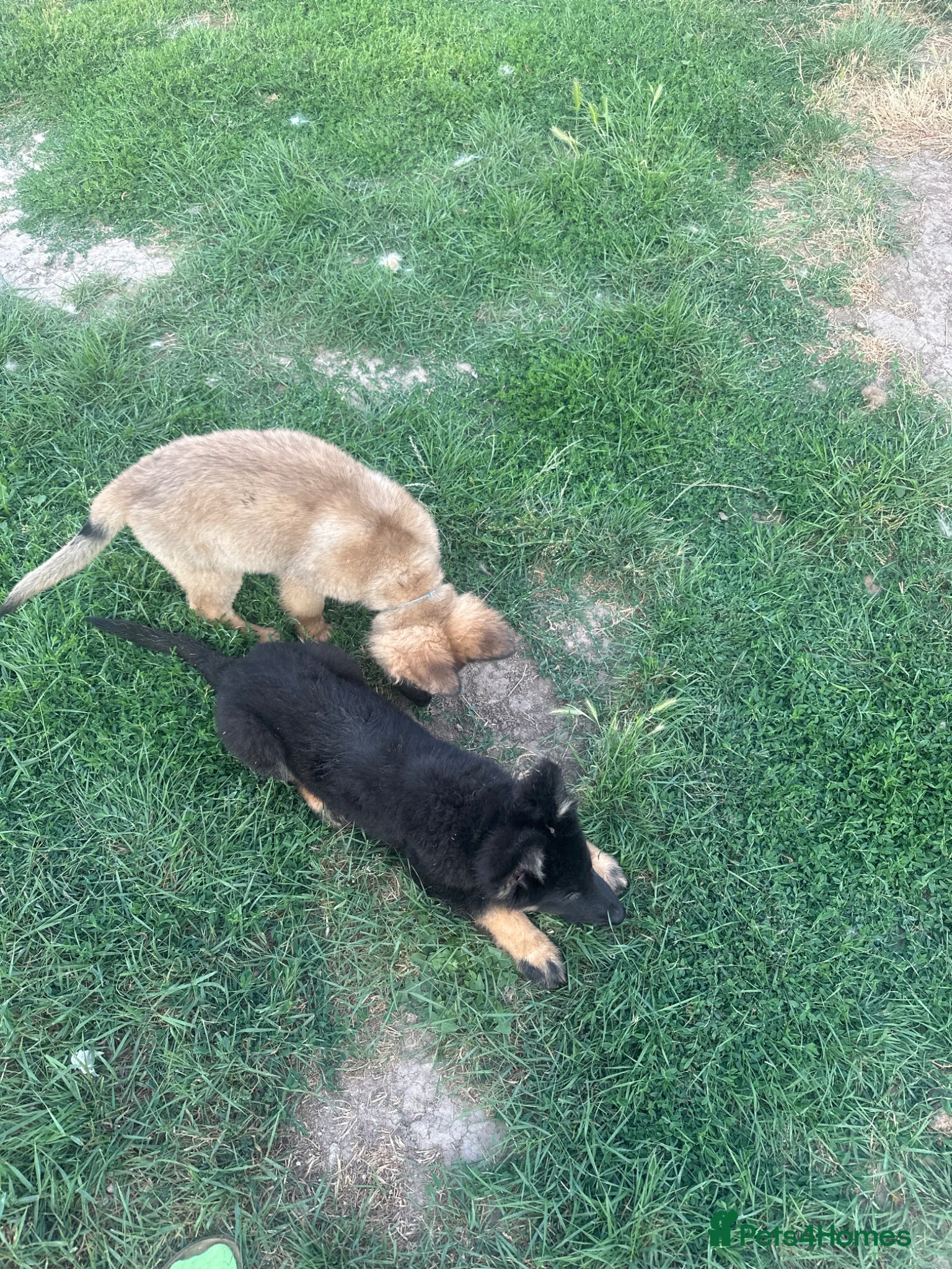 German Shepherd dogs Straight back German shepherd puppys - Advert 2