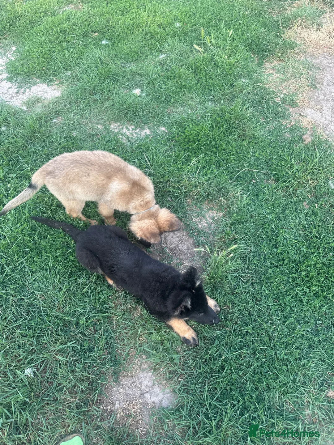 German Shepherd dogs for sale: Straight back German shepherd puppys - Advert 2