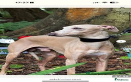 Italian Greyhound dogs for sale:  Italian Greyhound Puppies – Ready 6th October ✨ - Advert 10