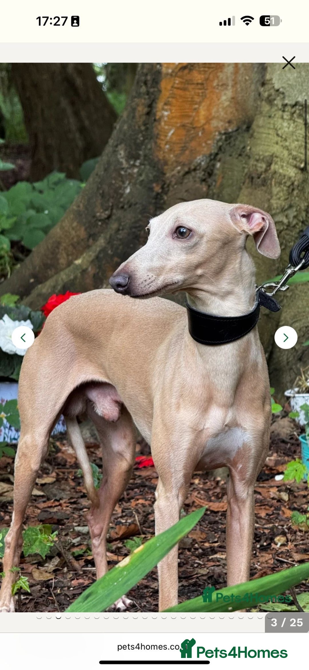 Italian Greyhound dogs for sale:  Italian Greyhound Puppies – Ready 6th October ✨ - Advert 10