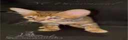 Savannah cats for sale: Exceptional Quality Tica Regist. Savannah kittens - Advert 17