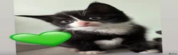 European cats for sale: Kittens  - Advert 21