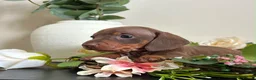 Miniature Dachshund dogs for sale: Miniature chocolate Dapple & Tan chocolate & Tan - Advert 6