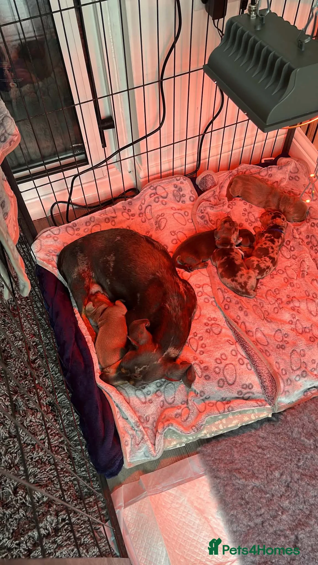 Miniature Dachshund dogs for sale: Miniature Dachshund Puppies ready to leave 5 weeks - Advert 4