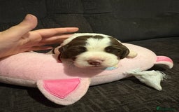 Cockerdor dogs for sale: Cockerdors  - Advert 14