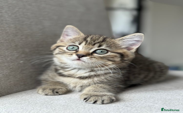 Mixed Breed cats - Advert 7
