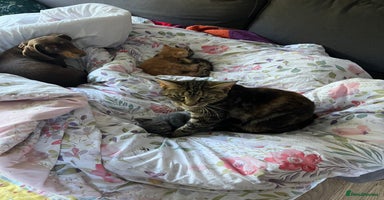 Mixed Breed cats - Advert 12
