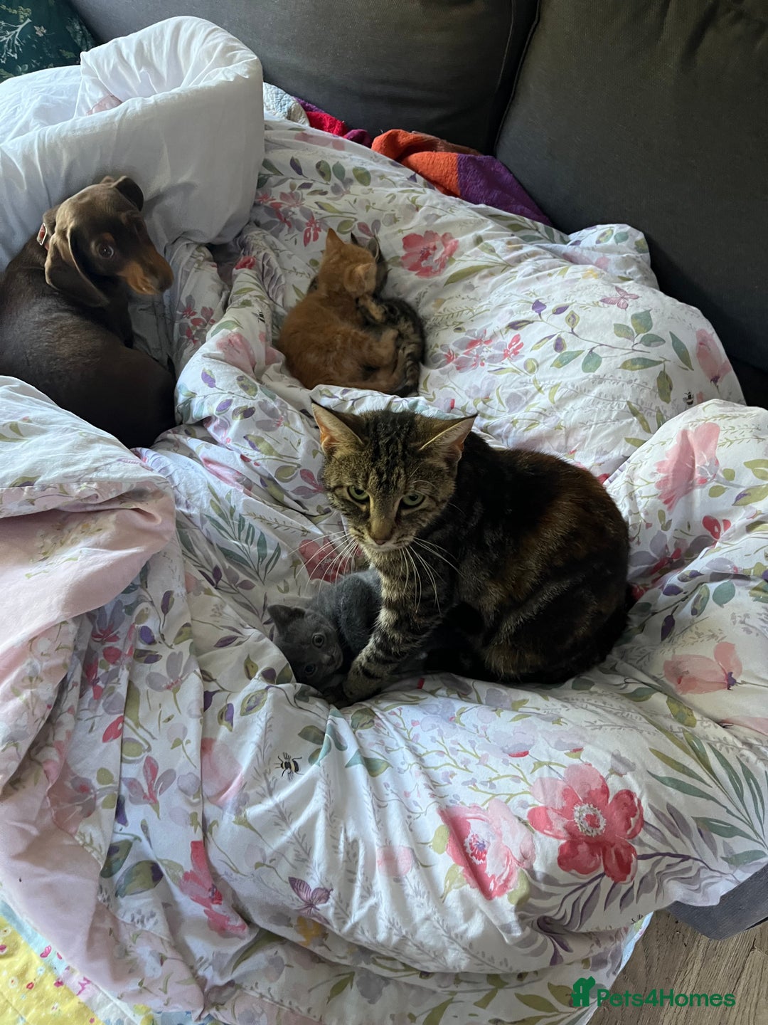 Mixed Breed cats for sale: Mixed breed kittens  - Image 2