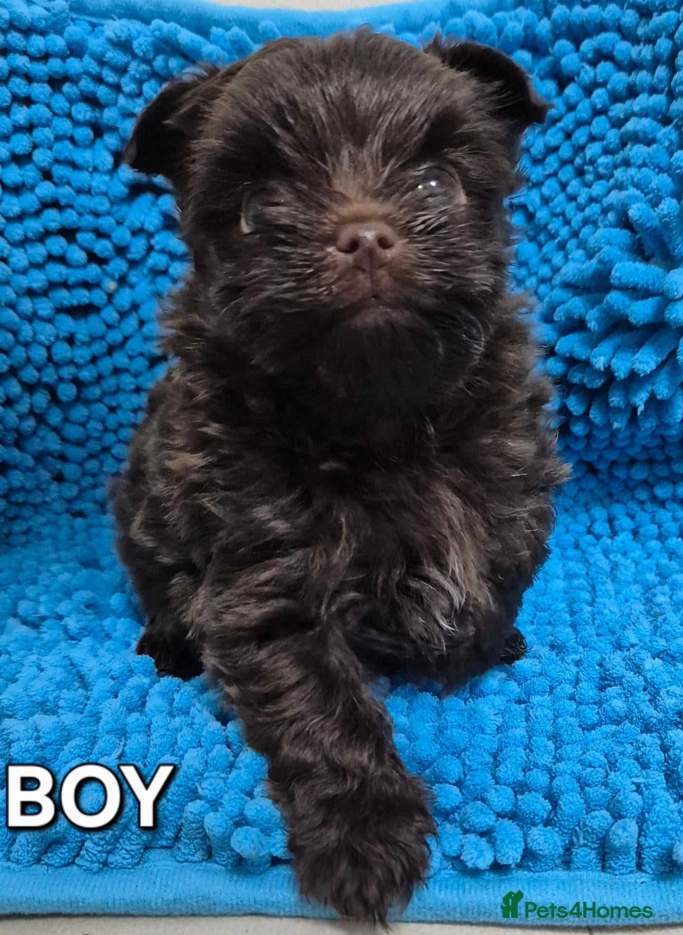 Yorkshire Terrier dogs Miniature Yorkshire Terrier  - Advert 18