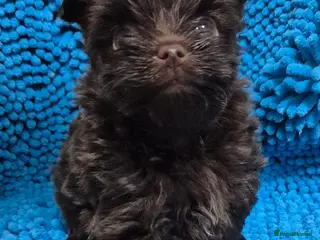 Yorkshire Terrier dogs Miniature Yorkshire Terrier - Advert 18