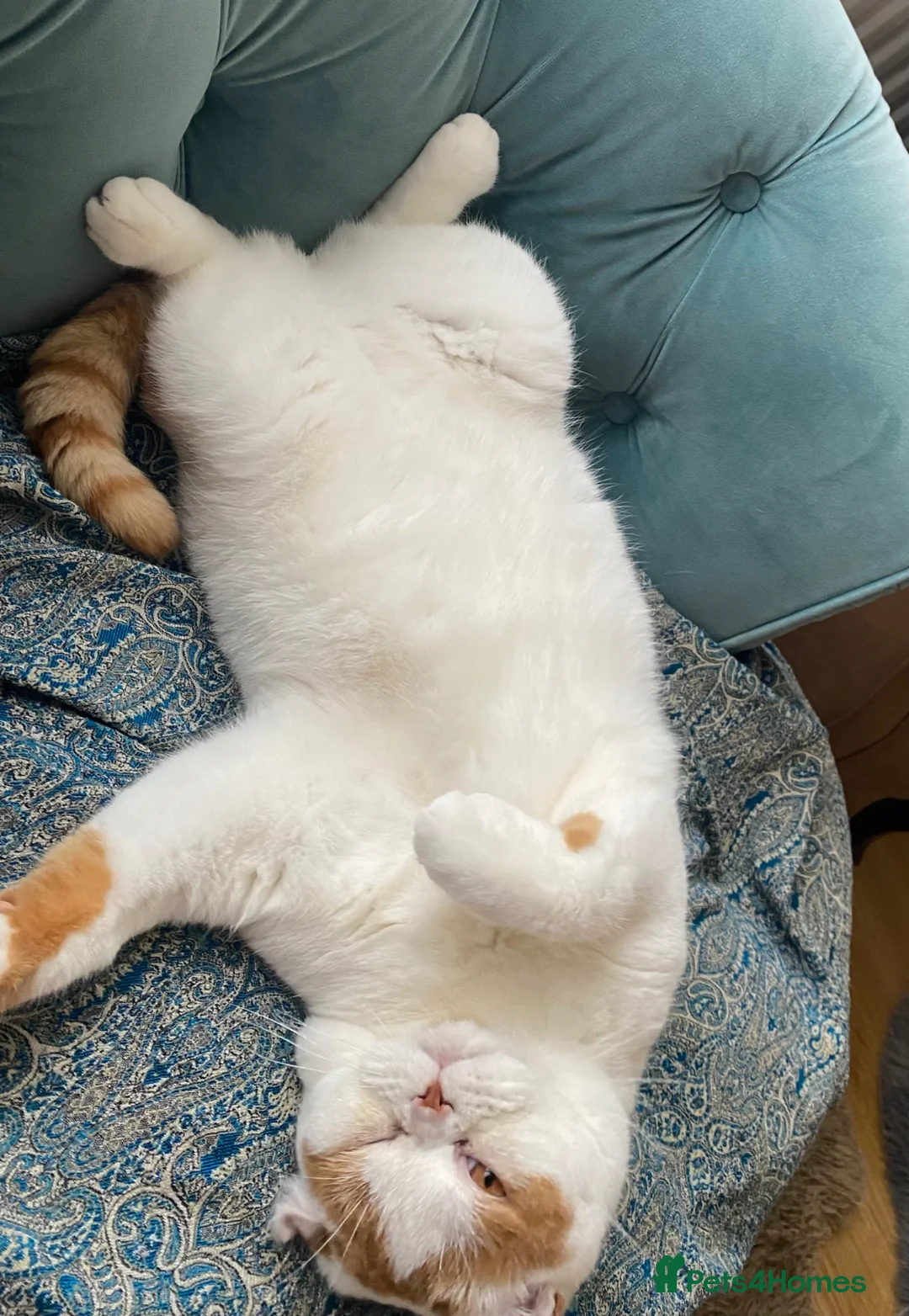 Brazilian Shorthair cats for sale: British Shorthair  - Advert 2