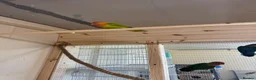Lovebirds birds for sale: Lovely proven pair of Fischer love birds  - Advert 4