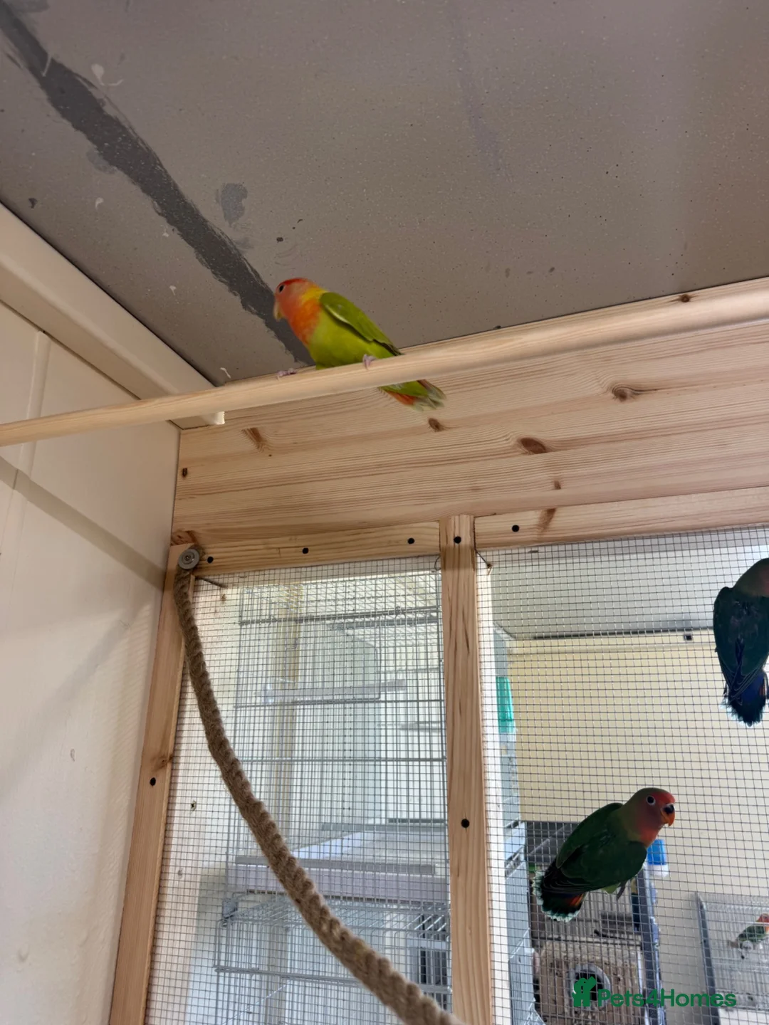 Lovebirds birds for sale: Lovely proven pair of Fischer love birds  - Advert 4