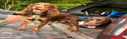 Cocker Spaniel dogs for sale: Cocker Spaniel Puppies in Bristol - Advert 8