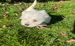 Mixed Breed dogs for sale: West highland terrier/poodle - Image 2