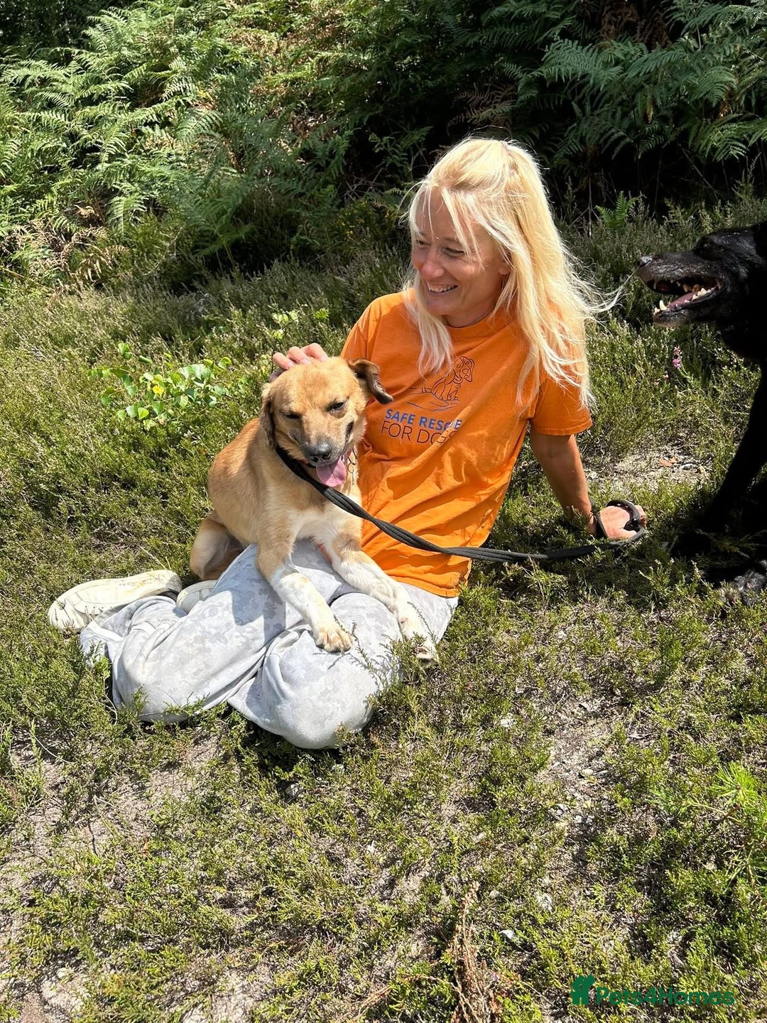 Mixed Breed dogs for adoption: Pony - Norwich Norfolk  - Image 14