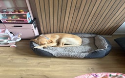 Labrador Retriever dogs for sale: Cream Labrador Retriever Puppy  - Image 2