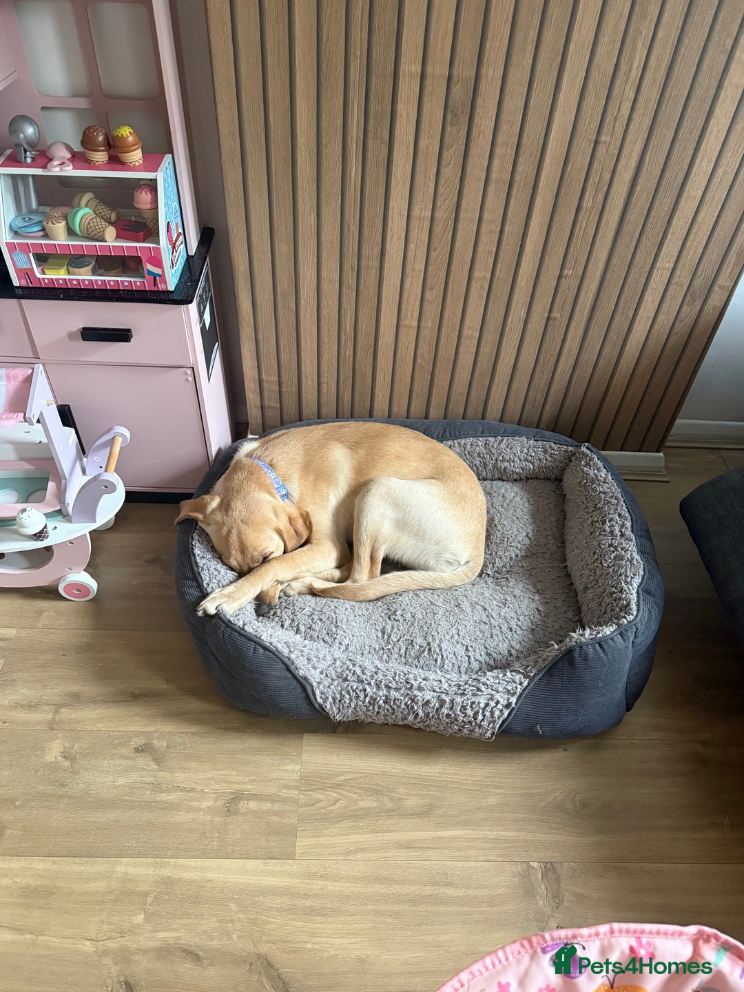 Labrador Retriever dogs for sale: Cream Labrador Retriever Puppy  - Image 2