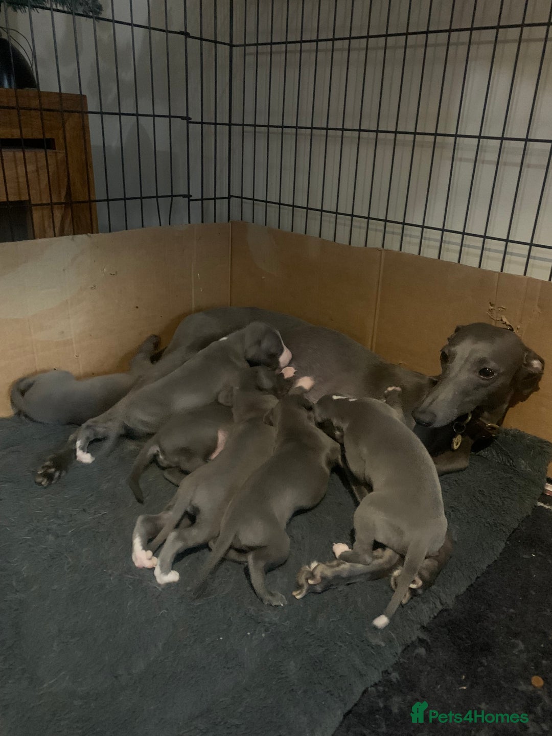 Whippet dogs for sale: Blue Kennel Club Registered Whippet puppies  - Advert 4