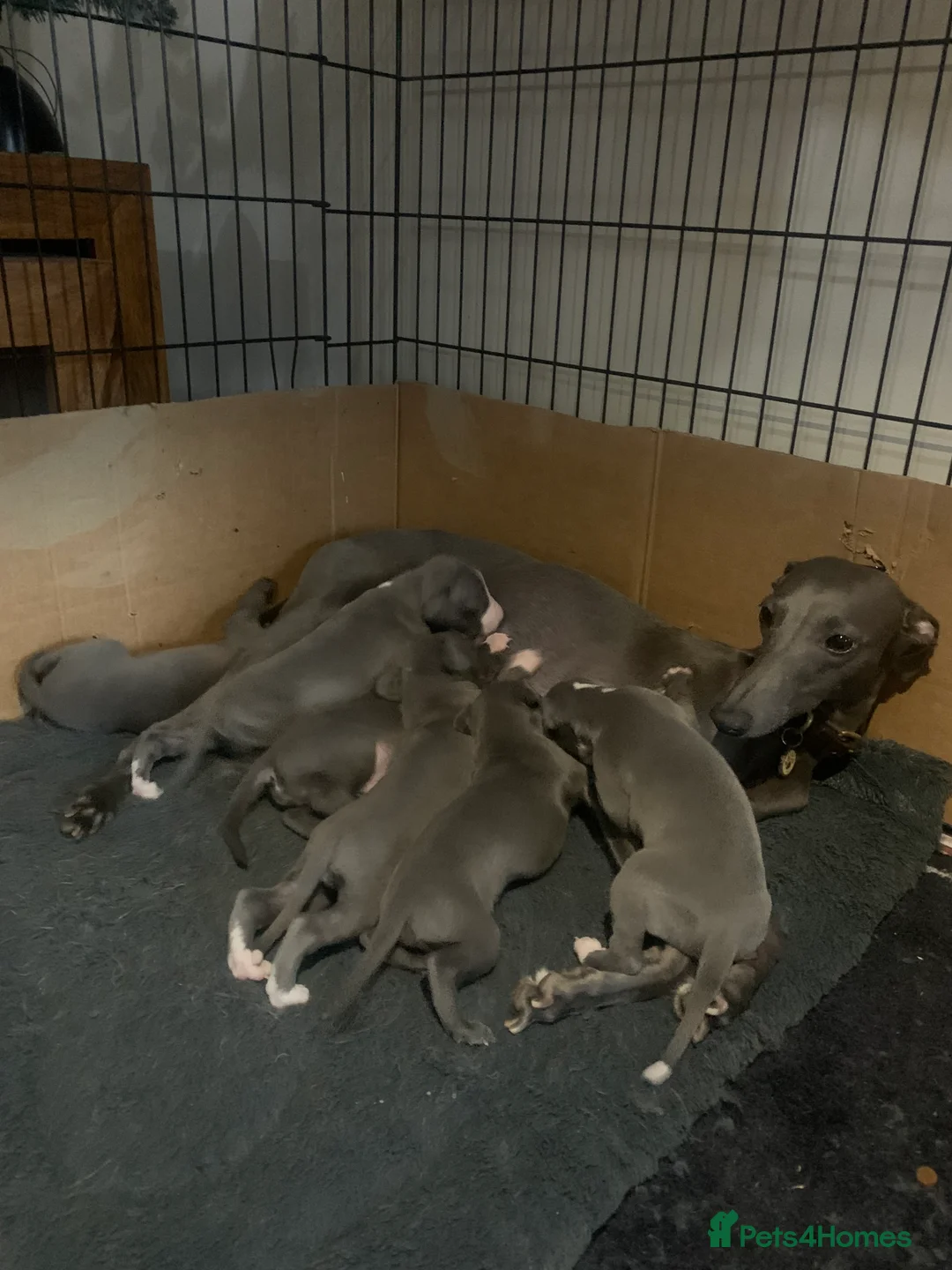 Whippet dogs for sale: Blue Kennel Club Registered Whippet puppies  - Advert 5