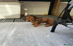 Dachshund dogs for sale: KC Registered Quality Mini Dachshunds long hair  - Image 19