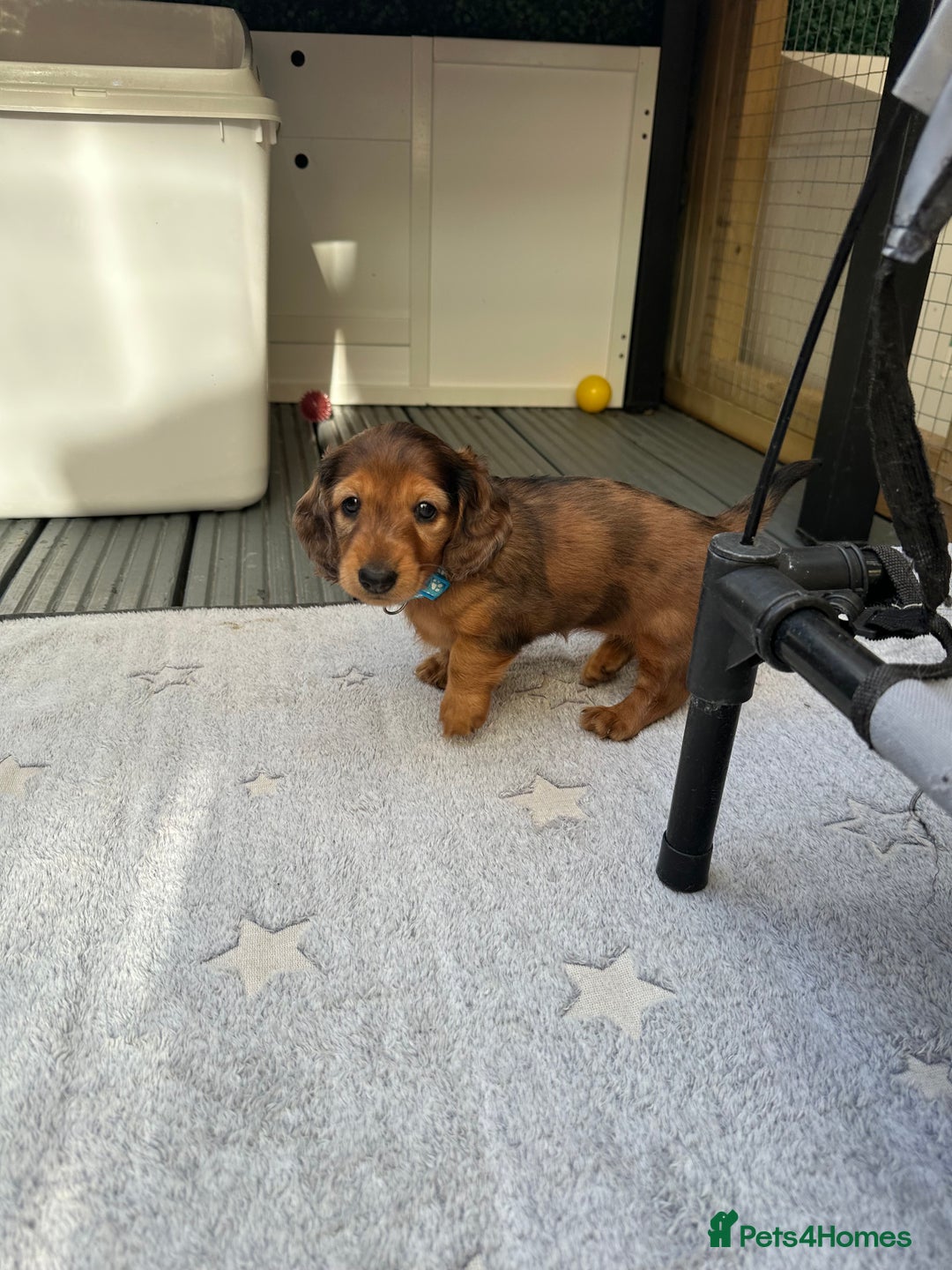 Dachshund dogs for sale: KC Registered Quality Mini Dachshunds long hair  - Image 19