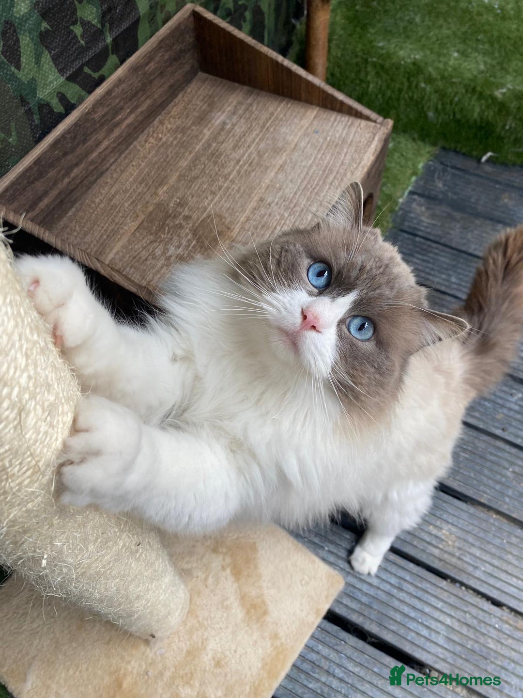 Ragdoll cats for sale: GCCF registered Kitten! 💙 Lilac  - Image 10
