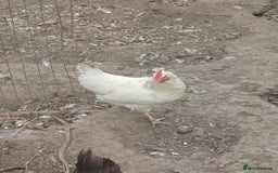 Chickens poultry for sale: Chickens for sale  - Image 4