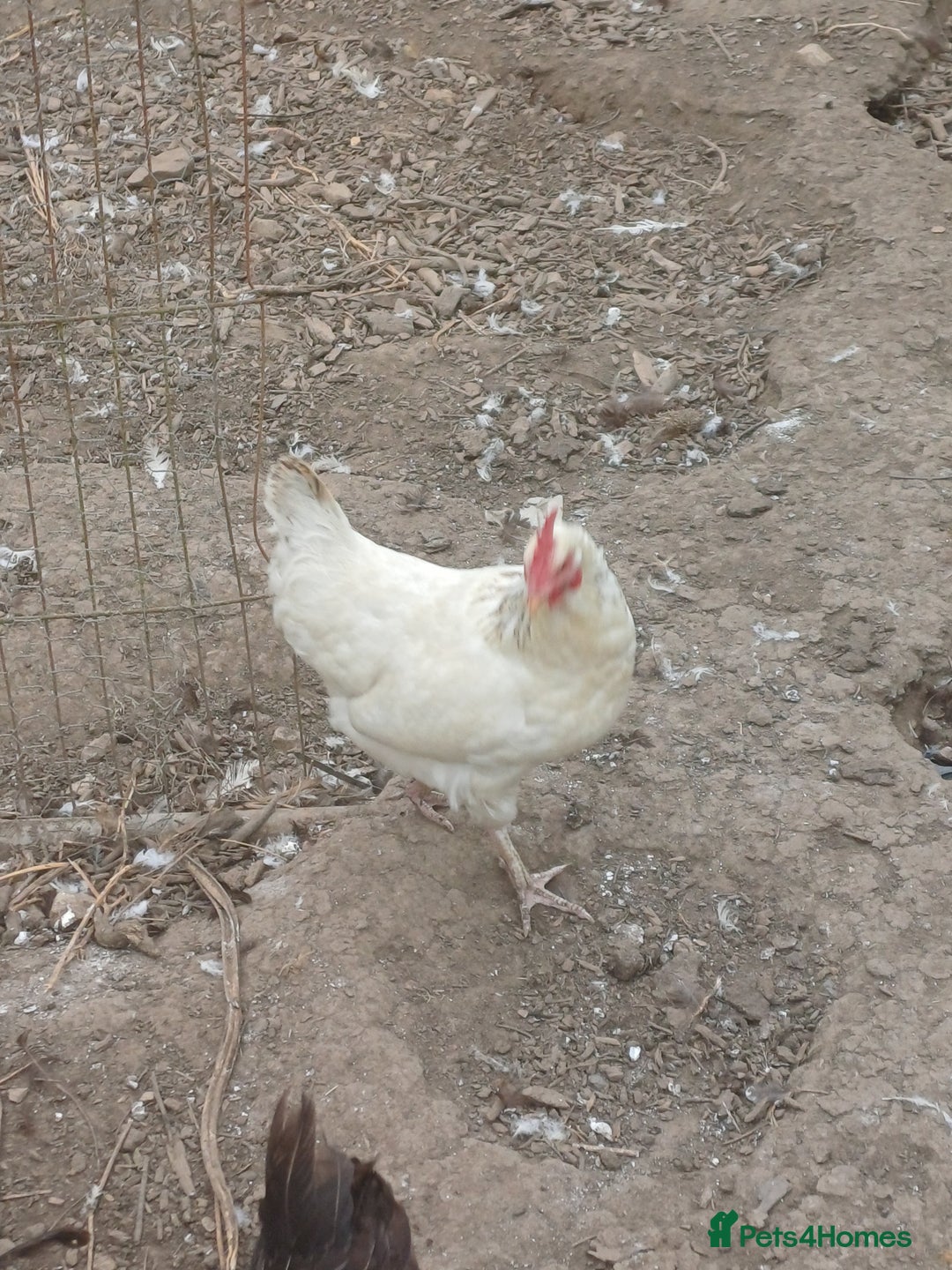 Chickens poultry for sale: Chickens for sale  - Image 4