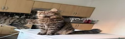 Mixed Breed cats for adoption: SOCKS AND TIGGER - Advert 2