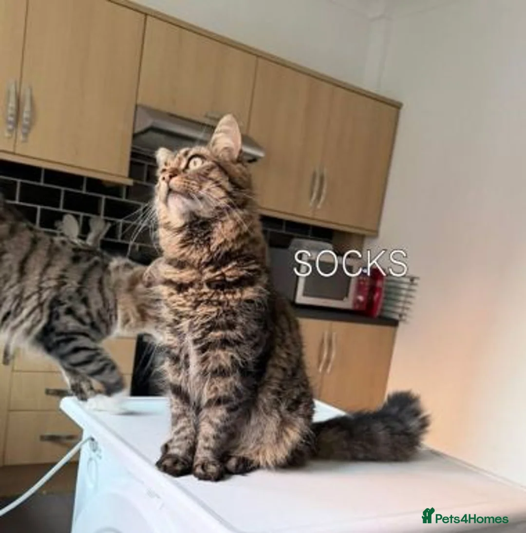 Mixed Breed cats for adoption: SOCKS AND TIGGER - Advert 2