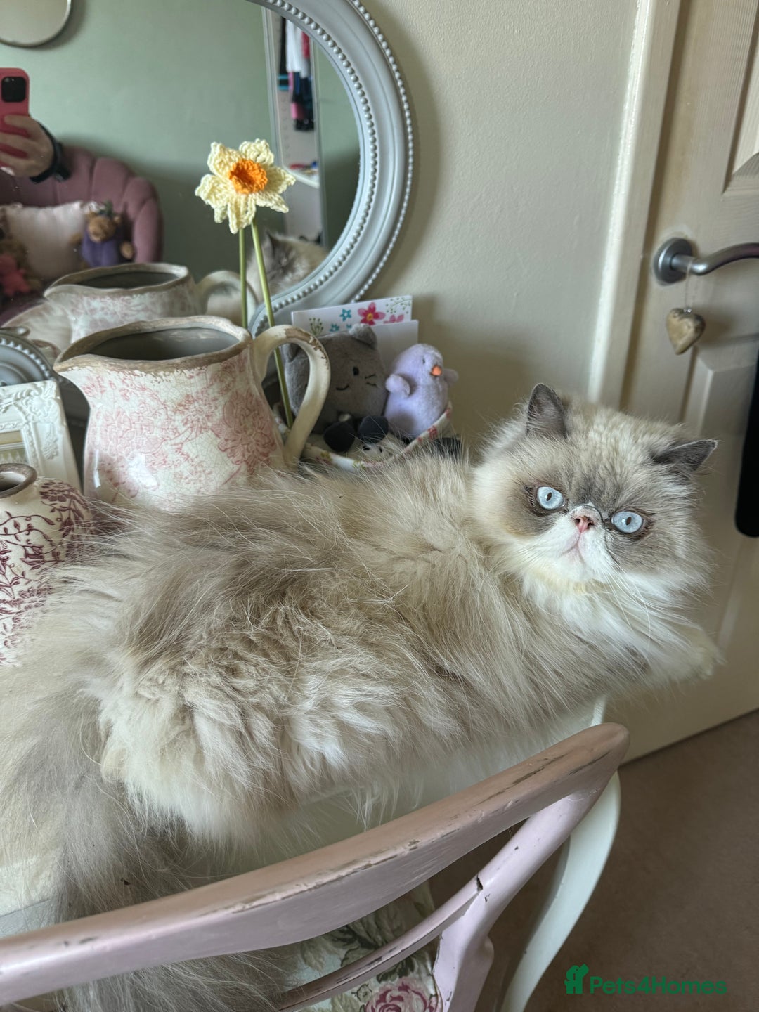 Persian cats for sale: Persian cat - Image 6