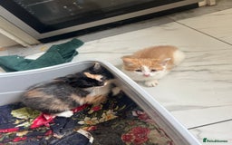 Exotic cats for sale: Exotic kittens  - Image 1