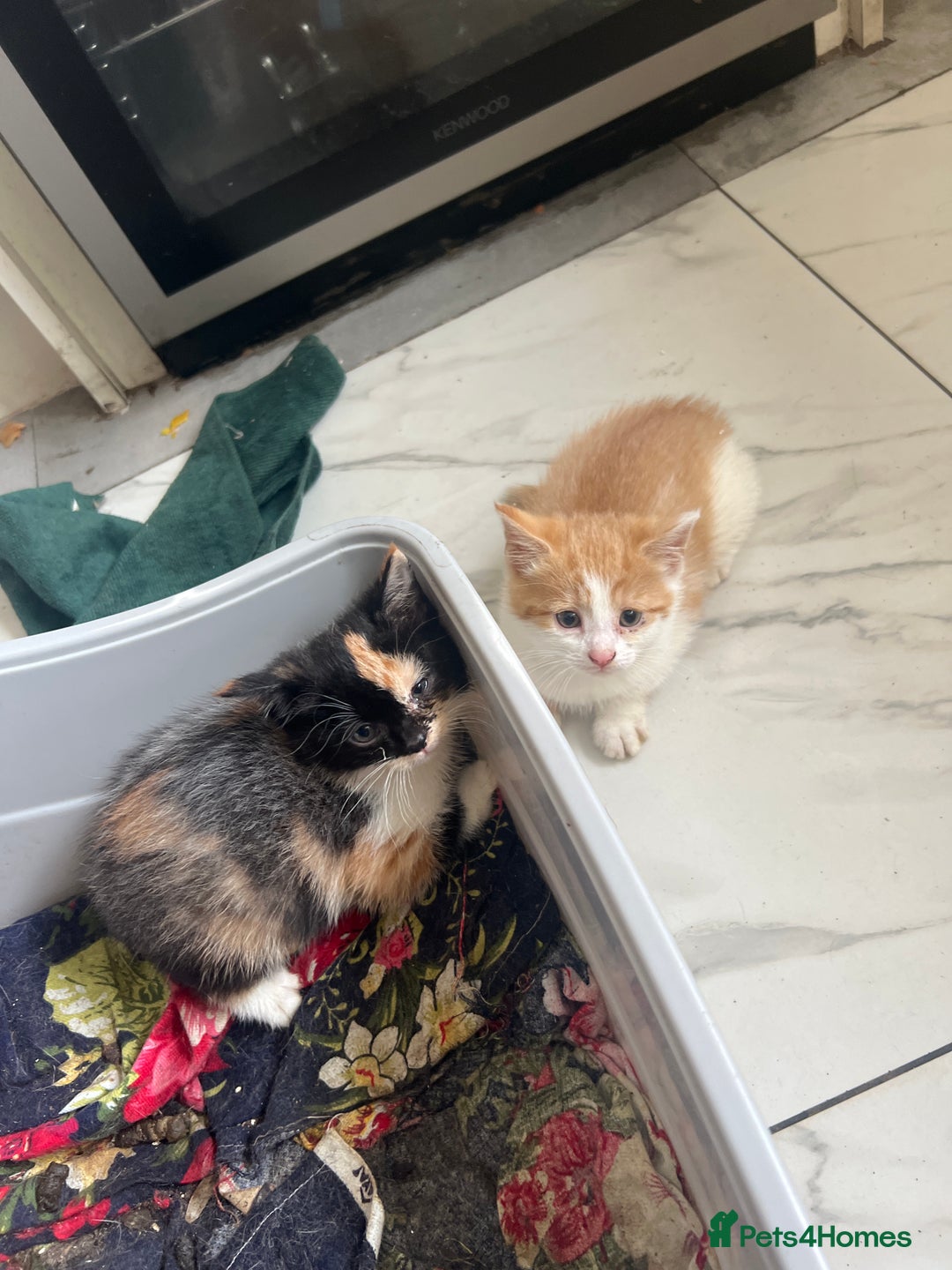 Exotic cats for sale: Exotic kittens  - Image 1
