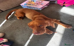 Cocker Spaniel dogs for sale: Simba - family cocker spaniel - Image 4