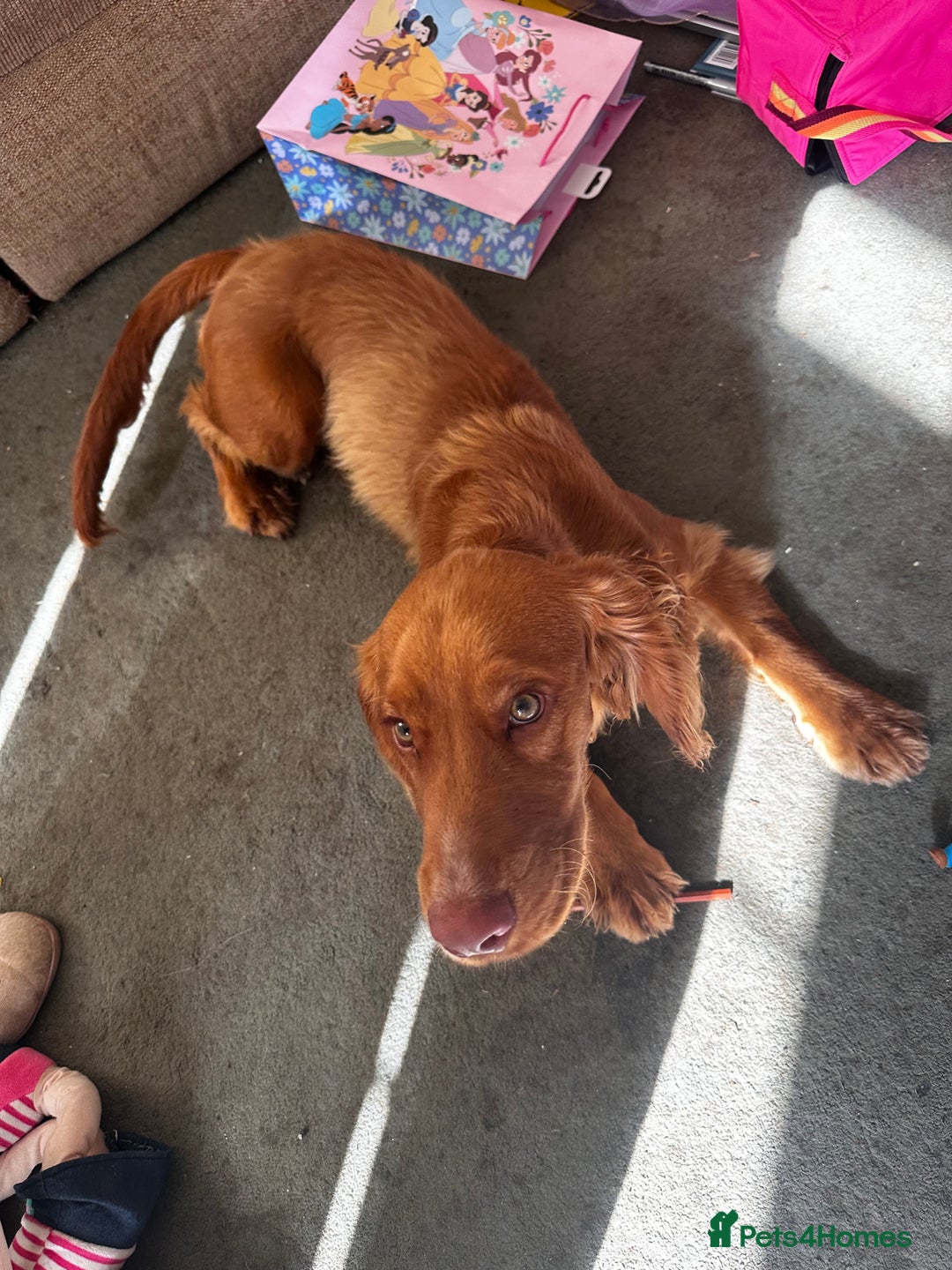 Cocker Spaniel dogs for sale: Simba - family cocker spaniel - Image 4