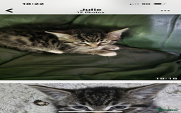 Mixed Breed cats for sale: 4x 8week old kittens - Image 3